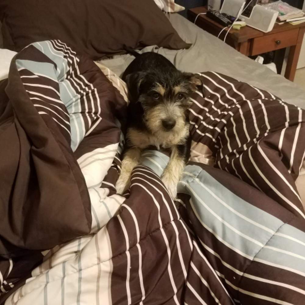 pet hair resistant sheets