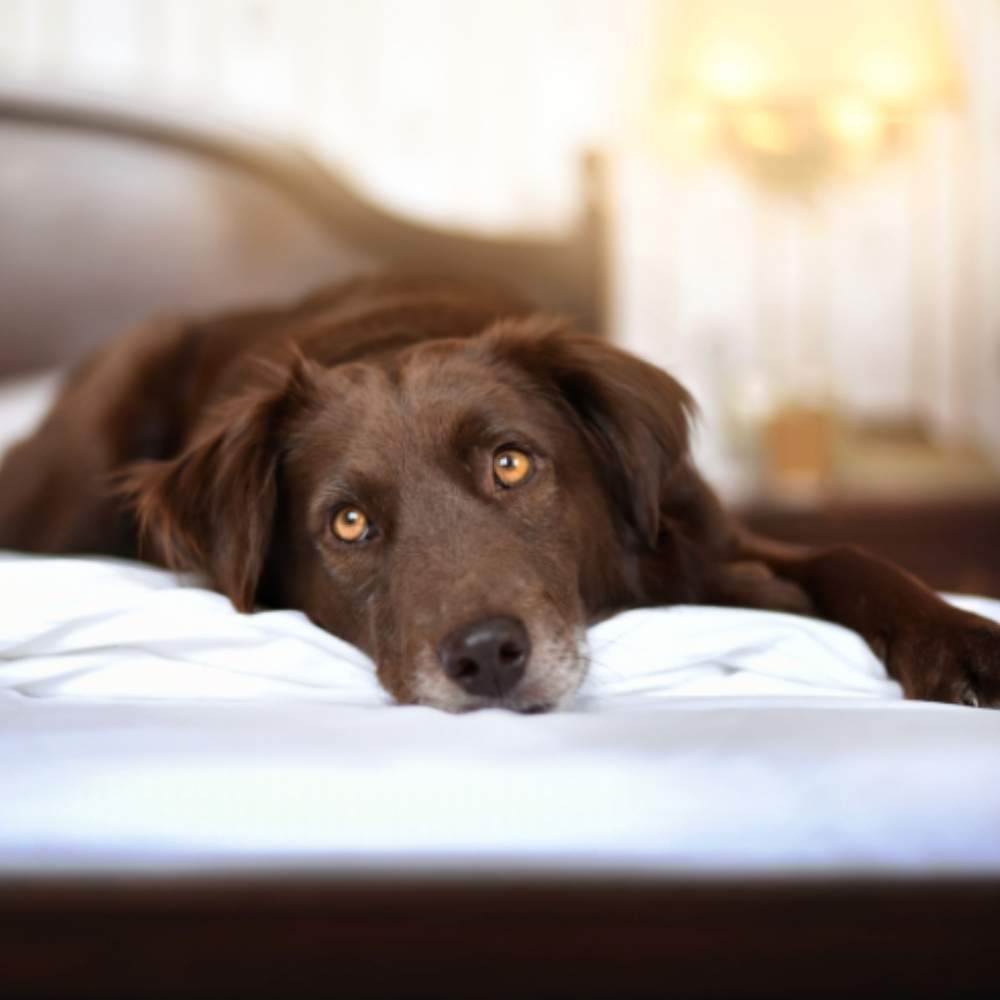 best dog hair resistant bedding